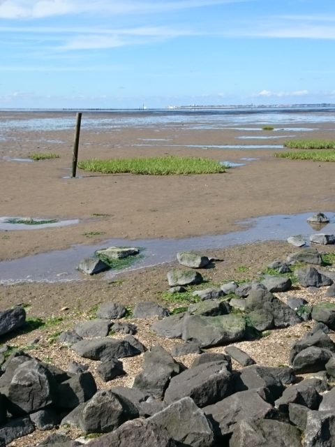 Ferienwohnung Hausrosengarten Hage Ostfriesland Norden Norddeich