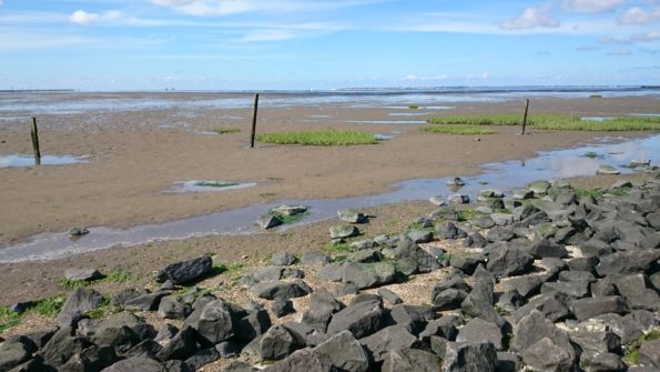Ferienwohnung Hausrosengarten Hage Ostfriesland Norden Norddeich