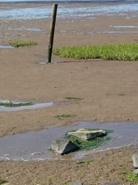Ferienwohnung Hausrosengarten Hage Ostfriesland Norden Norddeich