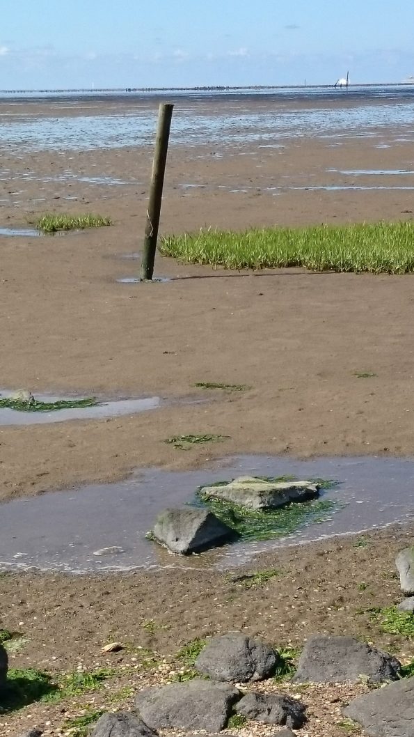 Ferienwohnung Hausrosengarten Hage Ostfriesland Norden Norddeich