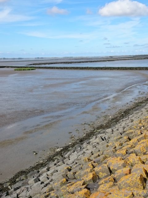 Ferienwohnung Hausrosengarten Hage Ostfriesland Norden Norddeich