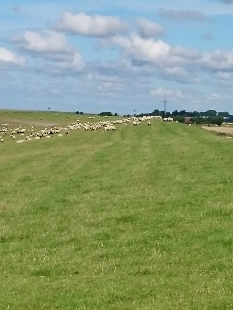 Ferienwohnung Hausrosengarten Hage Ostfriesland Hilgenriedersiel