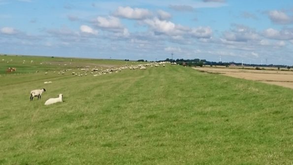 Ferienwohnung Hausrosengarten Hage Ostfriesland Hilgenriedersiel