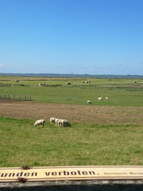 Ferienwohnung Hausrosengarten Hage Ostfriesland Hilgenriedersiel