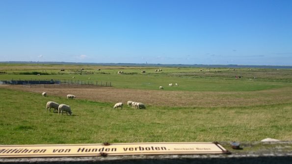 Ferienwohnung Hausrosengarten Hage Ostfriesland Hilgenriedersiel
