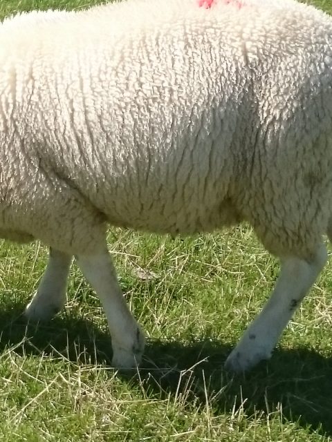 Ferienwohnung Hausrosengarten Hage Ostfriesland Hilgenriedersiel