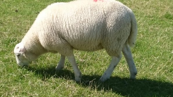 Ferienwohnung Hausrosengarten Hage Ostfriesland Hilgenriedersiel