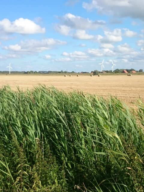 Ferienwohnung Hausrosengarten Hage Ostfriesland Hilgenriedersiel