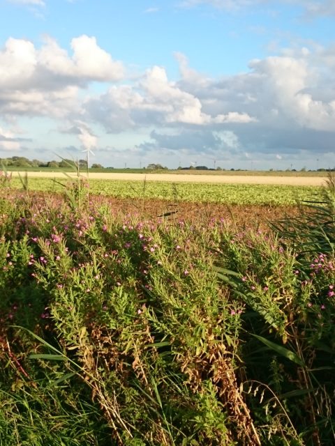 Ferienwohnung Hausrosengarten Hage Ostfriesland Hilgenriedersiel