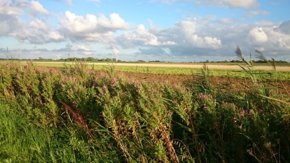 Ferienwohnung Hausrosengarten Hage Ostfriesland Hilgenriedersiel