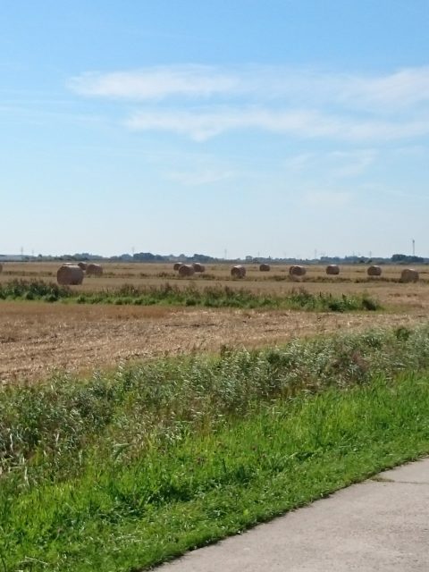 Ferienwohnung Hausrosengarten Hage Ostfriesland Hilgenriedersiel