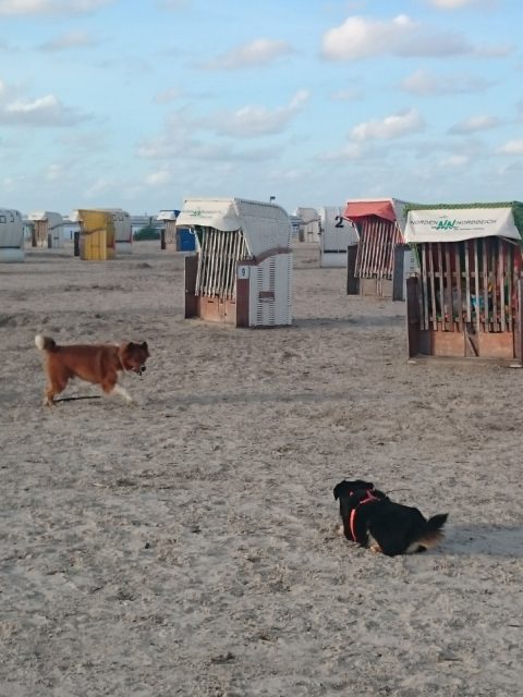Ferienwohnung Hausrosengarten Hage Ostfriesland Norden Norddeich