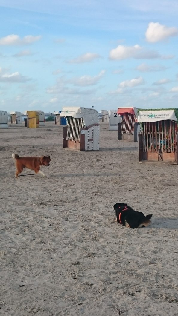 Ferienwohnung Hausrosengarten Hage Ostfriesland Norden Norddeich