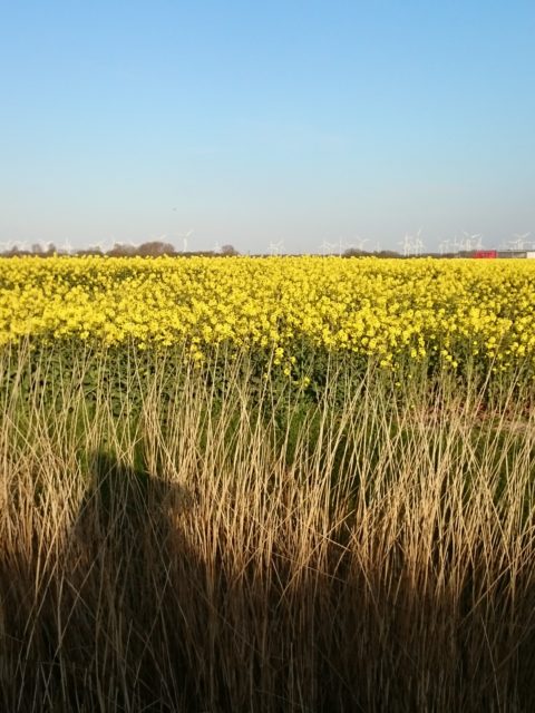 Ferienwohnung Hausrosengarten Hage Ostfriesland Hilgenriedersiel