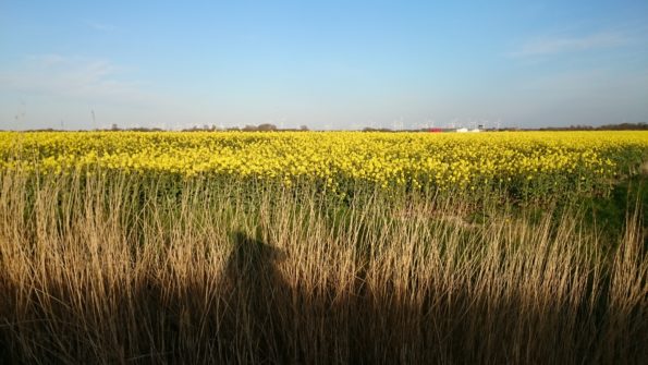 Ferienwohnung Hausrosengarten Hage Ostfriesland Hilgenriedersiel