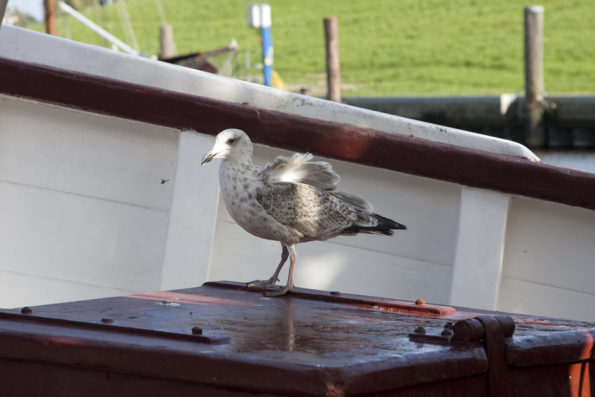 Ferienwohnung Hausrosengarten Hage Ostfriesland Greetsiel